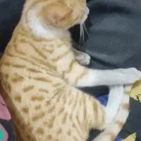 واگذاری گربه نارنجی|گربه|گالیکش, |دیوار