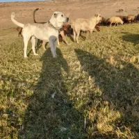 سگ گله عالی