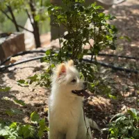 سگ کاملا اهلی و زیبا