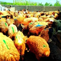 گوسفند با شرایط وویژه چکی و اقساط××زنده|حیوانات مزرعه|مشهد, کشاورز|دیوار