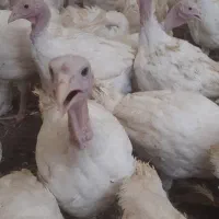 بوقلمون بیوتی