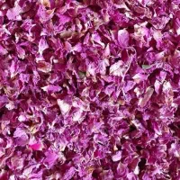 گل محمدی . غنچه گل محمدی