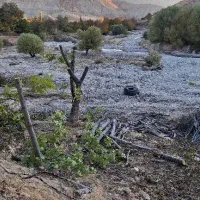 خریدار چوب درخت