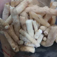 جنسینگ (تقویتی بدن وجنسی)