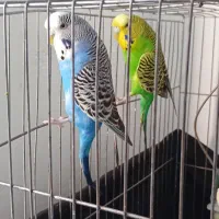 مرغ عشق جفت