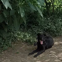 فروش سگ نگهبان          قیمت ۸