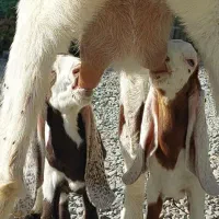 بز دوقلوزا با دو کره نر ماده و یک بز آبستن|حیوانات مزرعه|جیرفت, |دیوار