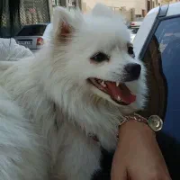 سگ اشپیتز روباهی