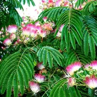 درخت ابریشم ، نهال ابریشم ،گلخانه نهالستان در مشهد|گل و گیاه طبیعی|مشهد, خواجه ربیع|دیوار