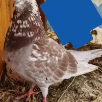 کبوتر نر گرگی خال سرور