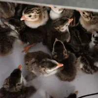 مرغ شاخداریاسسی