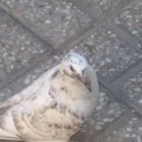 جوجه‌کفتر|پرنده|مشهد, نیزه|دیوار