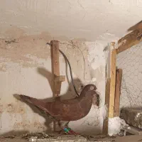 کبوتر کارل میولمنز