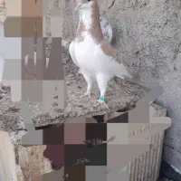 کبوتریال زرد|پرنده|شیراز, شهرک ترکان|دیوار