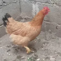 مرغ تخم گذار