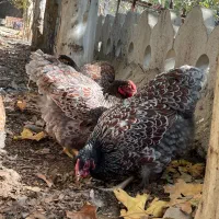 ویاندوت بلورد جی اس جی