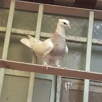 طوقی نر ۴پره