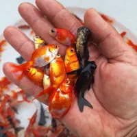 ماهی قرمز عید