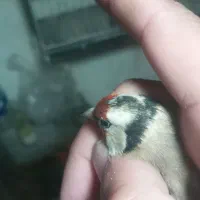 سهره ماده داغ سر چونه خطی