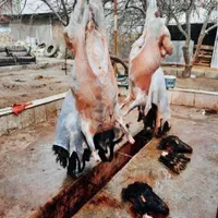 «گوسفند زنده بره نرینه ، میش با قصاب رایگان»