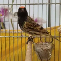 سهره گلبسر مست|پرنده|فردیس, نگارستان|دیوار