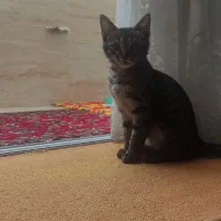 بچه گربه
