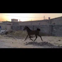 کره نر یکسال