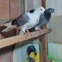 یک جفت ابلغ سبز دهن جور|پرنده|قائمشهر, |دیوار