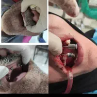 دندانپزشکی با بهترین متریال و مواد درجه یک|خدمات آرایشگری و زیبایی|کرمانشاه, |دیوار