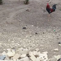 خروس و مرغ تخمگذار|حیوانات مزرعه|کرخه, |دیوار