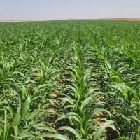 فروش زمین زراعی حاصلخیز