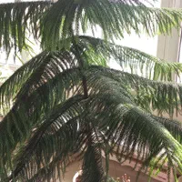 درختچه و گیاه آپارتمانی|گل و گیاه طبیعی|کرج, گوهردشت|دیوار