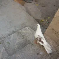 سونی 2