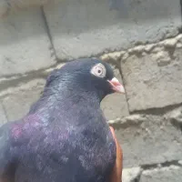 کبوتر