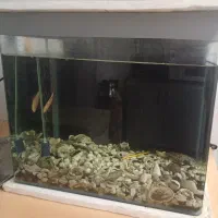 آکواریم با وسایل و ماهی