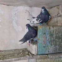 شهری|پرنده|شیراز, گویم|دیوار