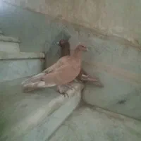 سرخ دمرخ ضمانت پرش سرخ کاکل مینا زردم|پرنده|زاهدان, |دیوار