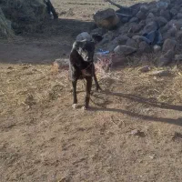 سگ دورگه قره