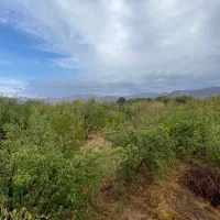 فروش باغ میوه در فشند|فروش زمین و ملک کلنگی|هشتگرد, فشند|دیوار