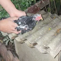 مرغ مینیاتوری