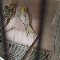 عروس هلندی معاوضه با پمپ باد کمپرسور باد موتور باد|پرنده|شیراز, شهرک گلستان شمالی|دیوار