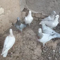 کبوتر هفت رنگ|پرنده|دشتابی, |دیوار