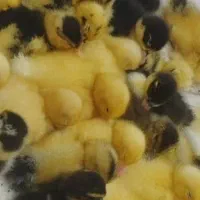 جوجه اردک محلی، چندروزه