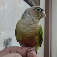 گیرینچیک آناناسی نر به شرط