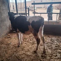 فروشی گوساله نر|حیوانات مزرعه|بوئین زهرا, |دیوار