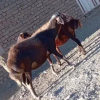 میش ابستن داشتی|حیوانات مزرعه|سیلاخور, |دیوار