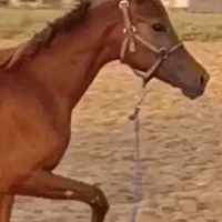 کره مادیان عرب ۵ نشان