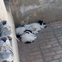 سگ پاکوتا