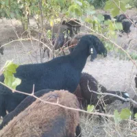 گوسفند قوچ قره قزل