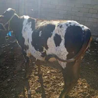 گاو|حیوانات مزرعه|تخت, |دیوار